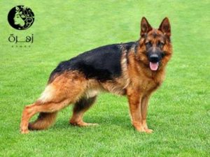 أهم النصائح قبل تربية الكلاب